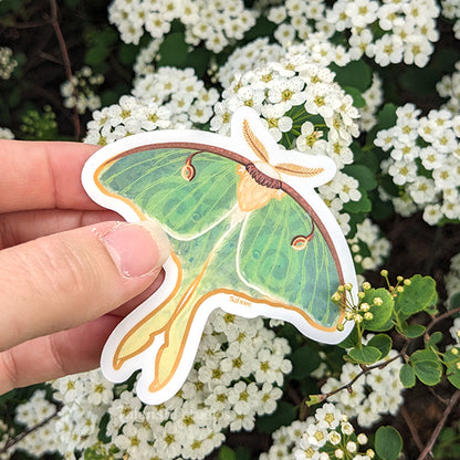 2.25" - 3" Luna Moth Waterproof Vinyl Sticker